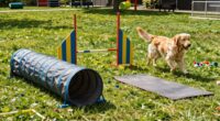 Nützliches Hundesportgerät
