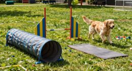 Nützliches Hundesportgerät