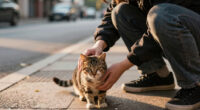 Can I feed or pet stray cats in Charlotte? What the law says