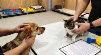 Happy Tails! Nearly 300 dogs and cats adopted at MEGA pet adoption event in Jacksonville