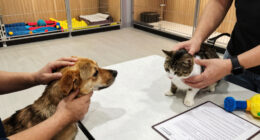 Happy Tails! Nearly 300 dogs and cats adopted at MEGA pet adoption event in Jacksonville