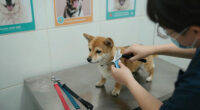 Animal Services West Valley Animal Surges In Global Coverage