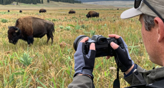Bison Attack Yellowstone
