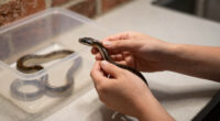 Brentwood Street Pet Snake