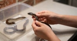 Brentwood Street Pet Snake