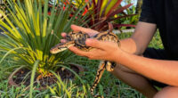Burmese Python Florida Spread