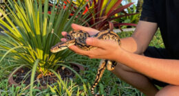 Burmese Python Florida Spread