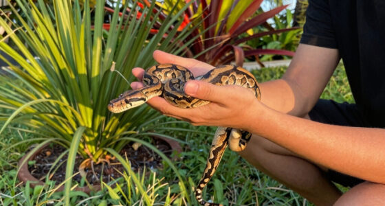 Burmese Python Florida Spread