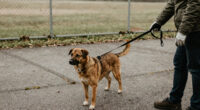 DACC under fire after returning dogs to troubled owners