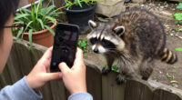 Seattle Raccoon Jimothy Viral Video