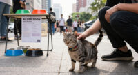 Street Cats Club Lolapalooza Returns Saturday to Support Local Cat Rescue Efforts