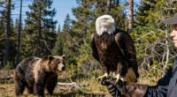 Big Bear Bald Eagles Jackie