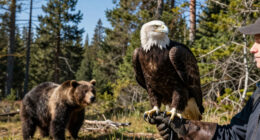 Big Bear Bald Eagles Jackie