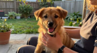 Meet Your New Foster Friend!