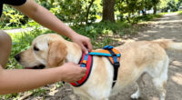 14 Best Dog Harnesses for Outdoor Walks in 2026