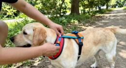 14 Best Dog Harnesses for Outdoor Walks in 2026
