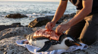 Copper Lined Vest To Help Penguins With Recovery