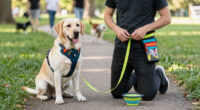 Dog Training Gear Checklist 2026