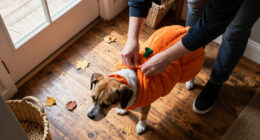 Halloween-Kostüme für Hunde: 11 Produkte vorgestellt und bewertet