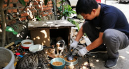 ‘Killed In Fit Of Rage’: Man Arrested For Killing Nearly 20 Cats In Mumbai - The Times Of India