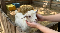 Petting Zoo