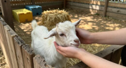 Petting Zoo