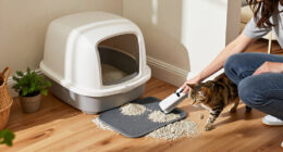 14 Best Automatic Cat Litter Boxes for Easier Daily Cleanup in 2027