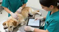 Communicating Soft Tissue Surgery Risks And Complications