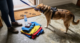 Dog Walking Gear Checklist for 2026