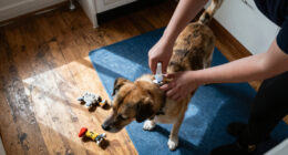 FREE Flea Treatment?