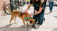 Rare Breed And Stray Project Launch ‘Impossible To Ignore’ Campaign For National Adopt A Shelter Dog Month