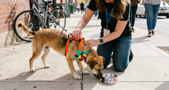Rare Breed And Stray Project Launch ‘Impossible To Ignore’ Campaign For National Adopt A Shelter Dog Month