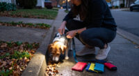 Retailers Want A Dog Headlamp. See Their Full Pet Gear Wish List.